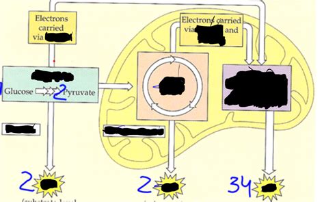 ap bio cellular respiration quizlet|More.